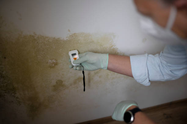 Best Mold Remediation for Specific Building Types in Silver Ridge, NJ