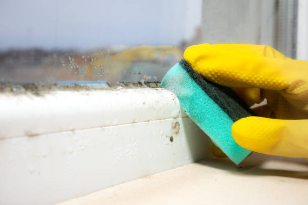 Best Kitchen Mold Remediation in Silver Ridge, NJ