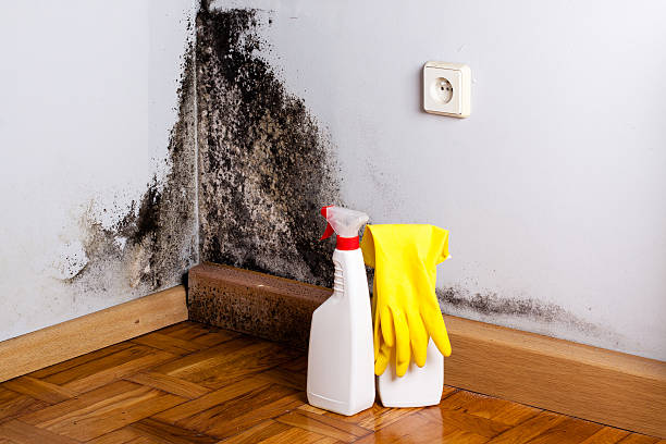 Professional Mold Remediation in Silver Ridge, NJ